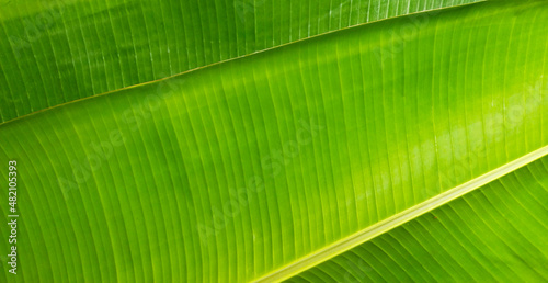 Close up banana leaf texture with beautiful pattern