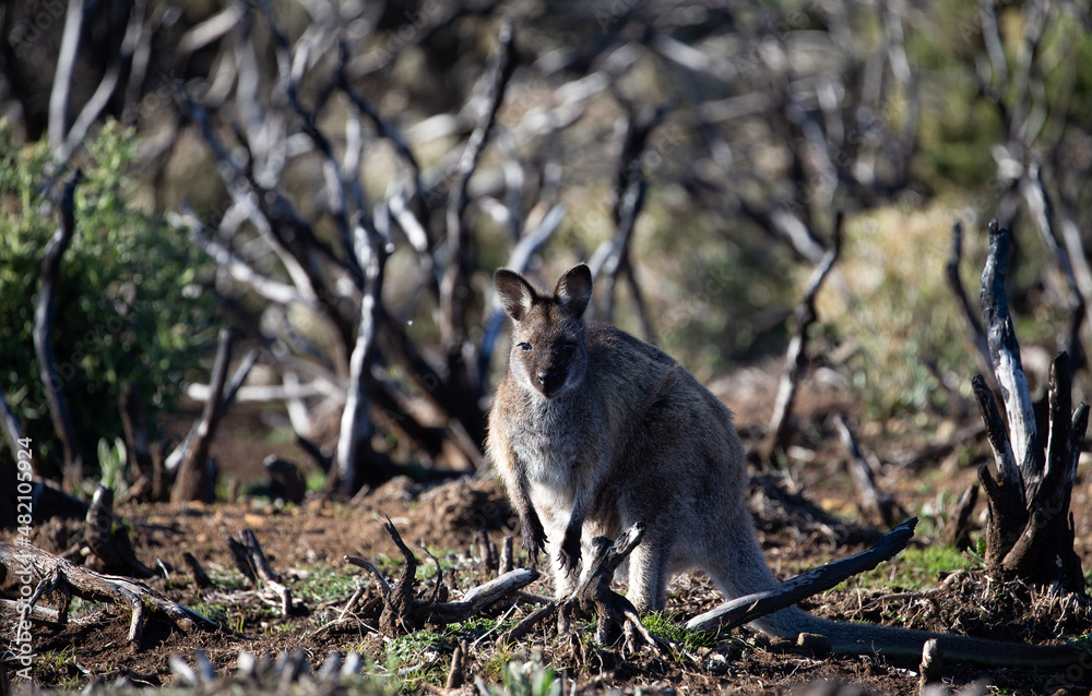 The Bennetts or Red Necked Wallaby (Notamacropus rufogriseus). The Bennetts or Red Necked Wallaby (Notamacropus rufogriseus).