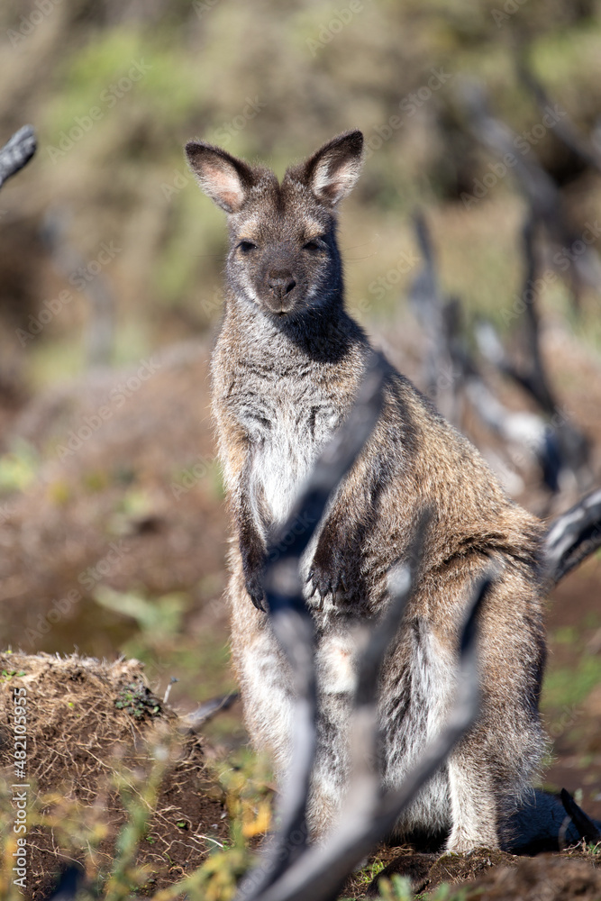 Fototapeta premium The Bennetts or Red Necked Wallaby (Notamacropus rufogriseus).
