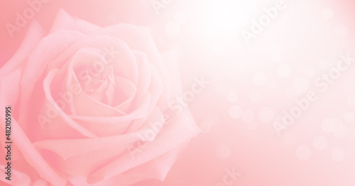 Pink rose petals on abstract blur romance background. Soft pink pastels background   valentines  wedding