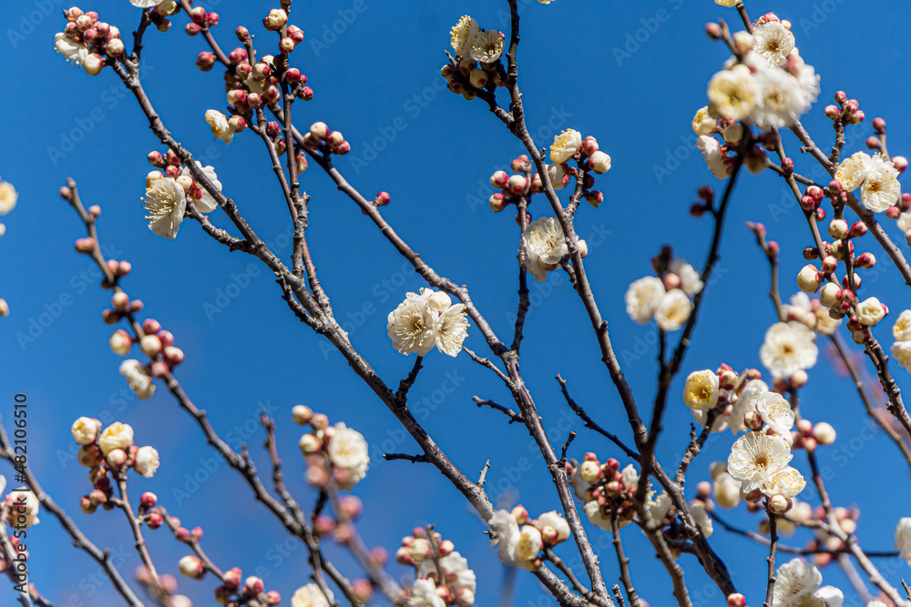 White plum blossoms in the farmyard White plum blossoms in the farmyard