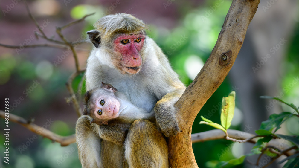 Mother's love, Torque macaque female monkey and its baby, watchful of the surroundings, cute baby looking out curiously. Mother's love, Torque macaque female monkey and its baby, watchful of the surroundings, cute baby looking out curiously.