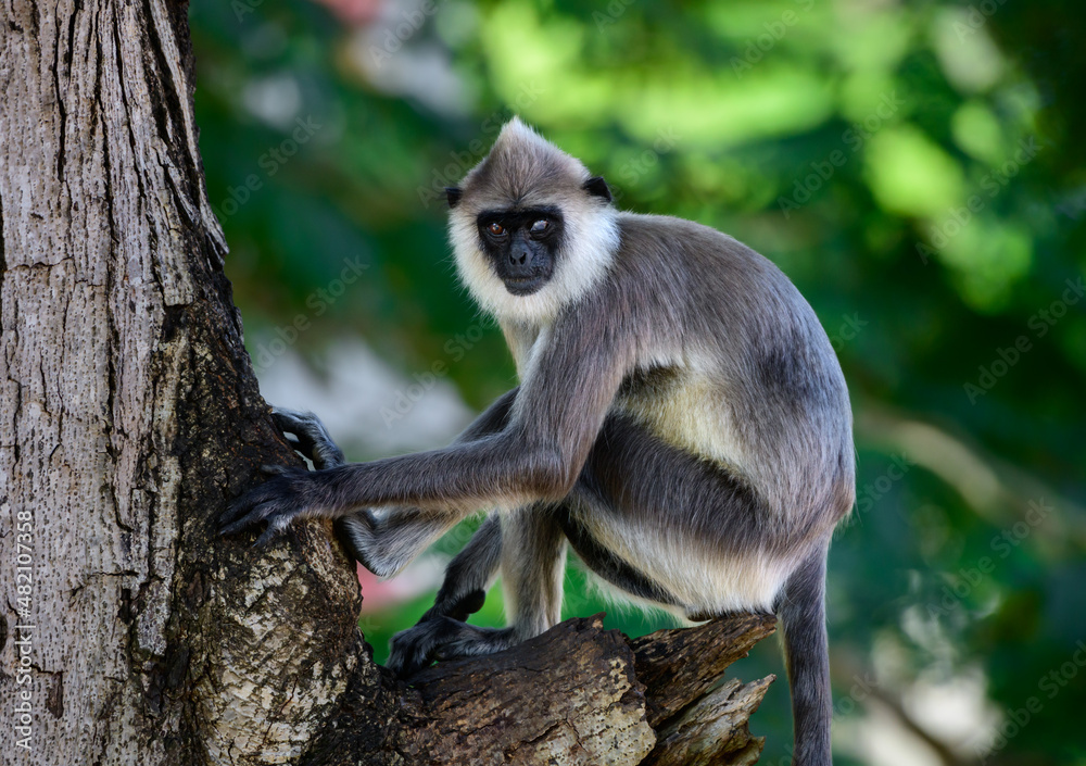 Obraz premium Madras gray langur alpha monkey on the lookout. Lost vision on the left eye,