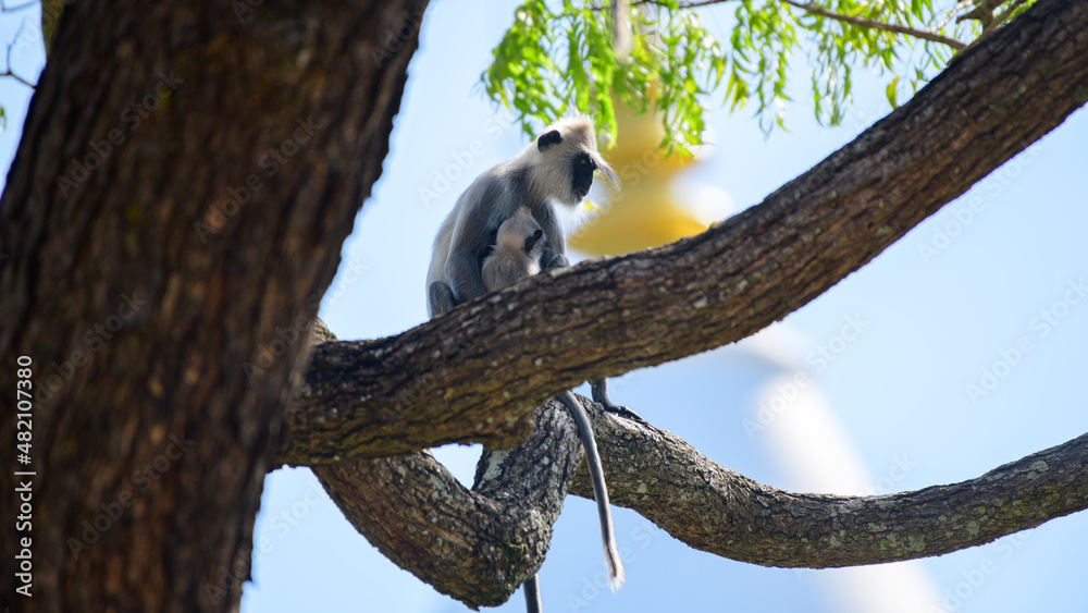 Obraz premium Monkey with the baby on a tree branch, Kataragama Kiriwehera temple in the background.