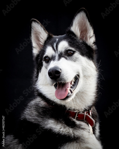 husky siberian Alaskan malamute and husky dogs beutiful huskies