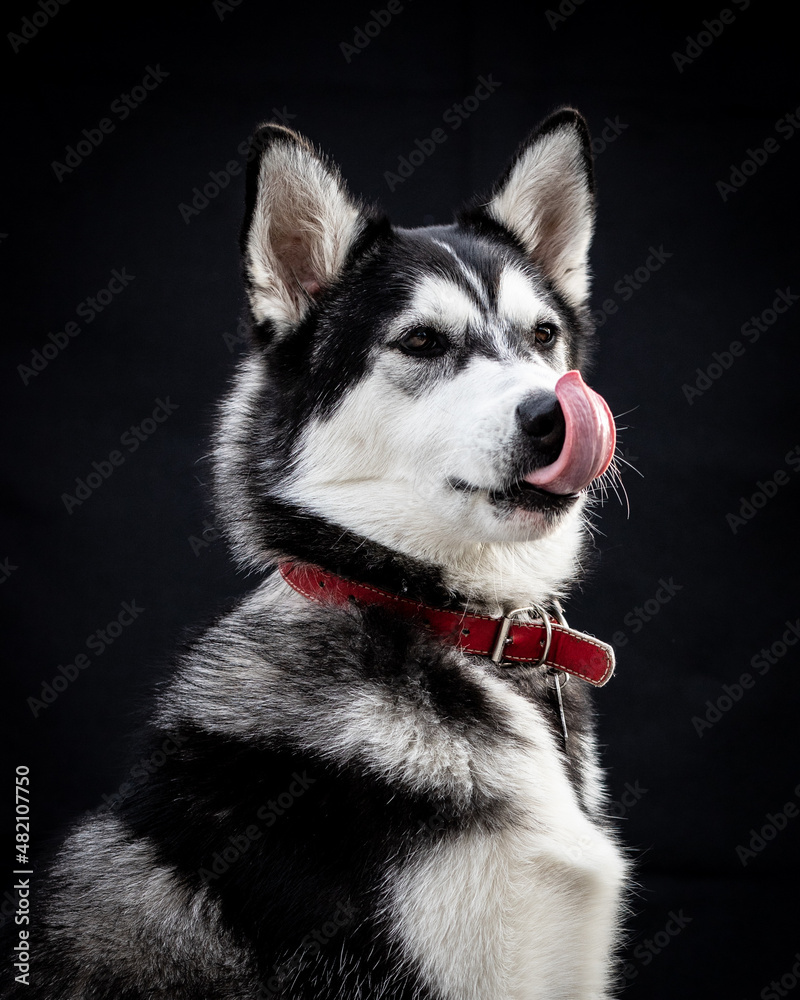 husky siberian Alaskan malamute and husky dogs beutiful huskies husky siberian Alaskan malamute and husky dogs beutiful huskies