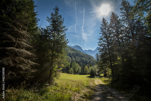 Tableau sur toile Hiking trail going through a pin and fir wood forest in the middle of an alpine mountain background in the julian alps in slovenia, during as sunny summer afternoon, with a glade in background