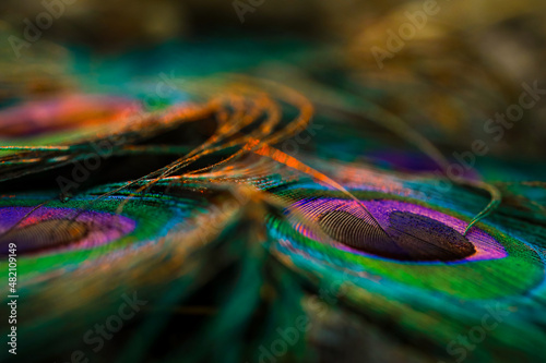 Peacock feather background. © Sunanda Malam