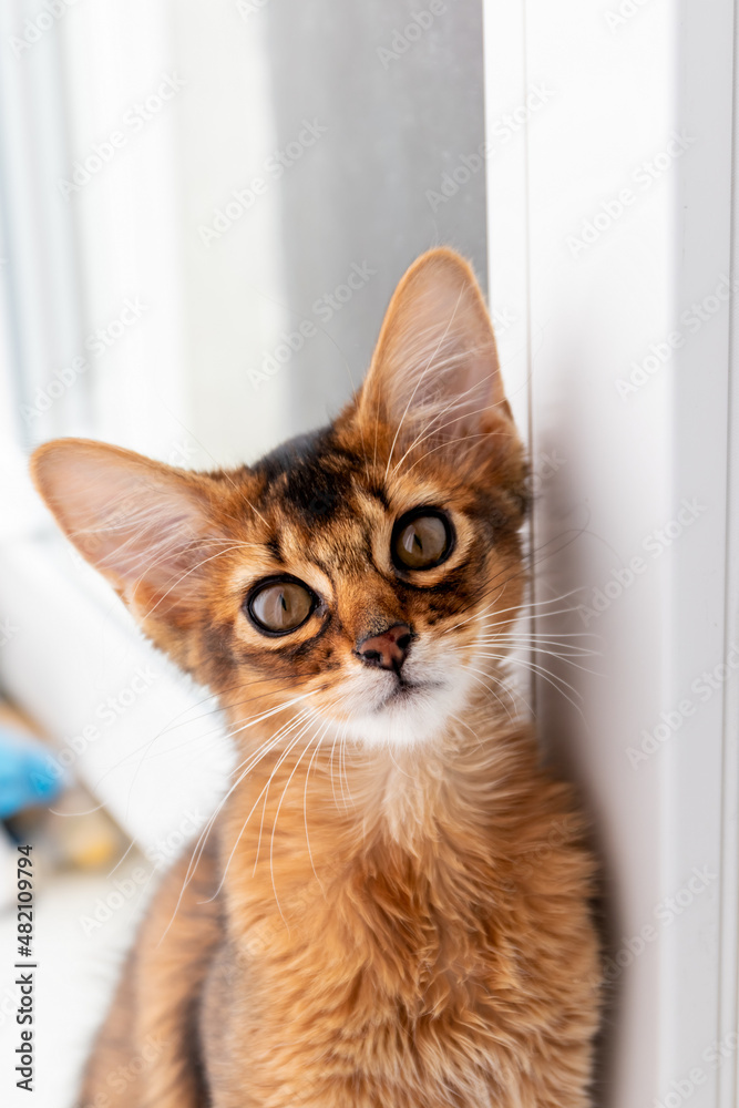 Young cute Somali cat sits on the window and looks at the camera