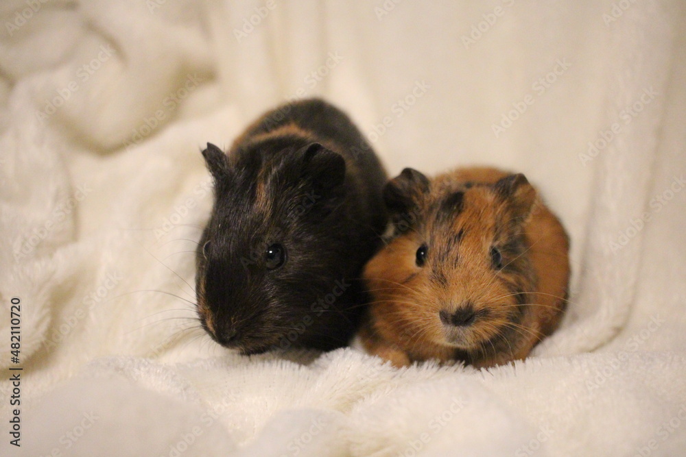 Fototapeta premium small guinea pig pet rodents