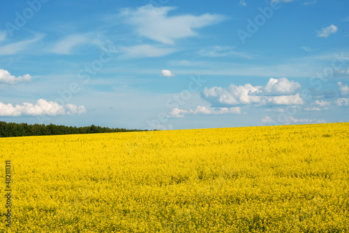 landscape golden field of rapeseed under a blue summer sky