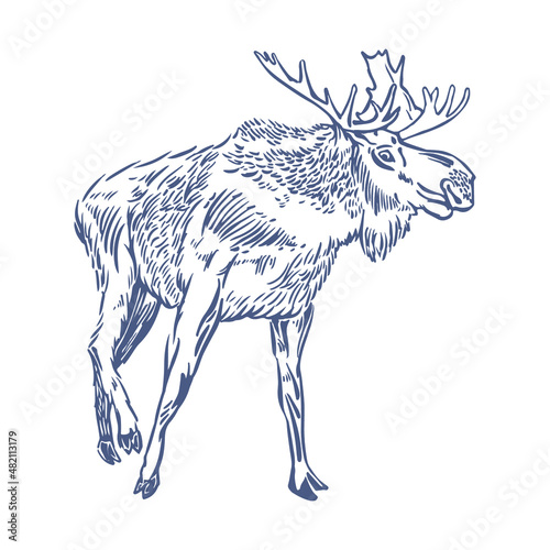 Moose drawing. Horned elk on a white background in manual