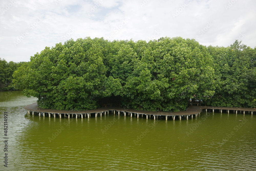 Mangrove trees on the edge of the swamp