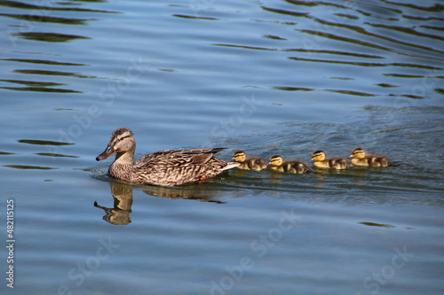 Фотография duck and ducklings, William Hawrelak Park, Edmonton, Alberta