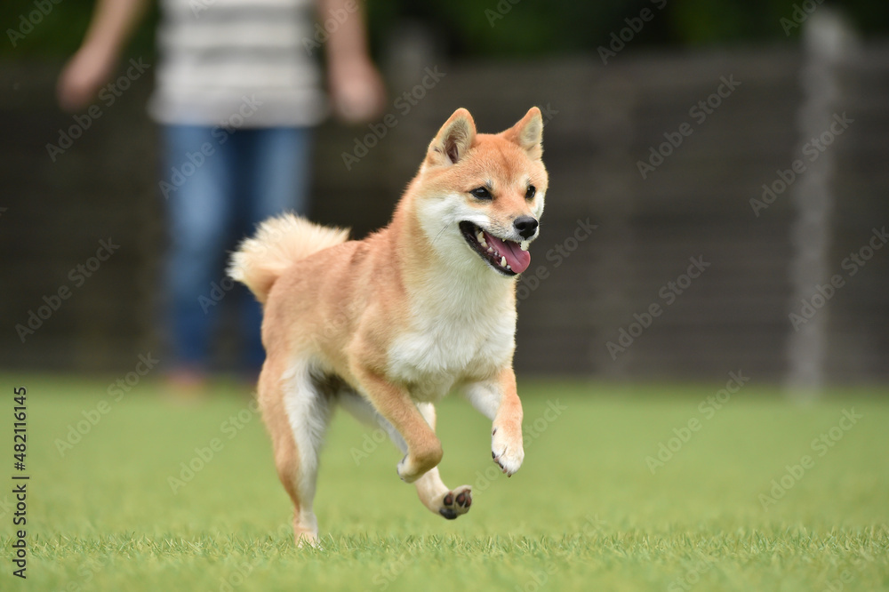 ドッグランで遊ぶ茶毛の柴犬