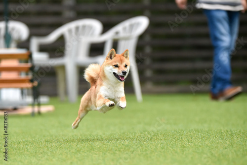 ドッグランで遊ぶ茶毛の柴犬