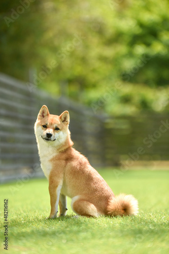 自然の中でおすましする茶毛の柴犬