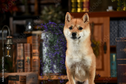 レトロ背景でおすましする茶毛の柴犬 © studio Hoto