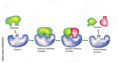 Enzymatic substrates reaction and separation process in biochemistry photo
