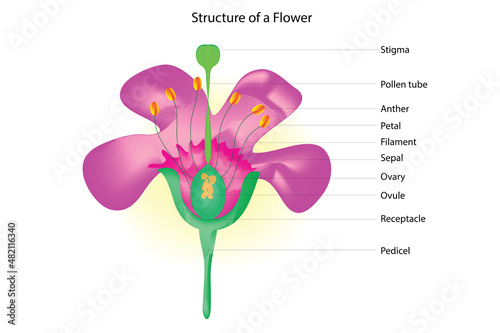Botanical Structure of a Flower (Anatomy of Anthophyte Flower)