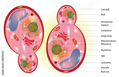 Biological anatomy of typical fungal cell