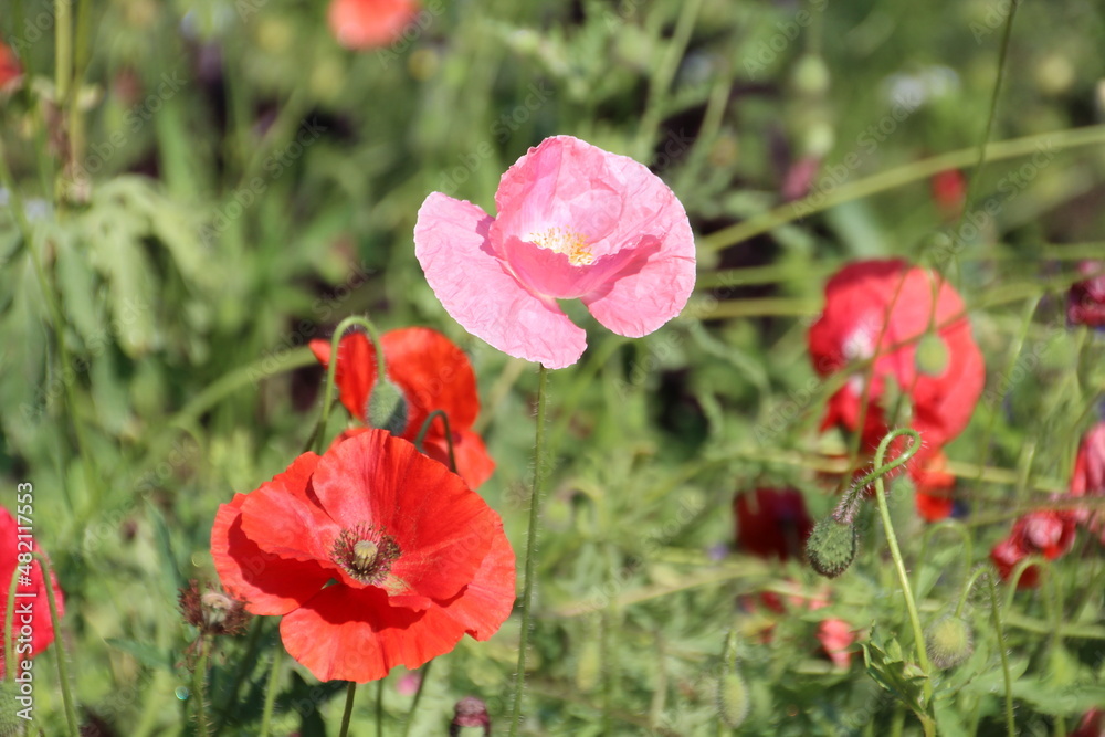 Poppies In Bloom, U of A Botanic Gardens, Devon, Alberta Poppies In Bloom, U of A Botanic Gardens, Devon, Alberta