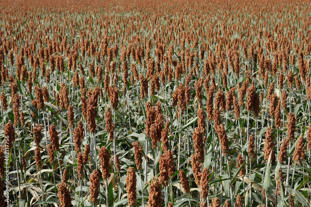 a cereal grain, is the fifth most important cereal crop in the