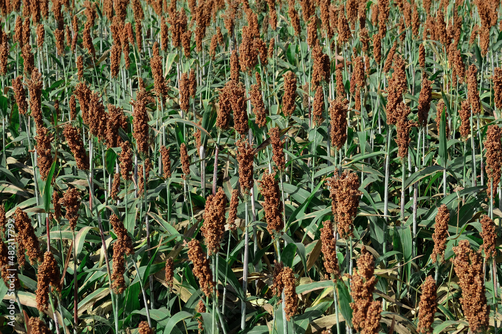 sorghum, a cereal grain, is the fifth most important cereal crop in the ...