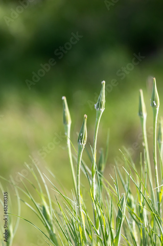 High unopened flower buds Meadow goatbeard (lat. Tragopogon pratensis) photo