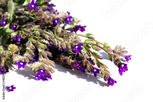 Bouquet of Anhuza officinalis flowers on a white table