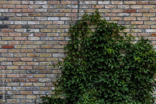 ivy covered wall