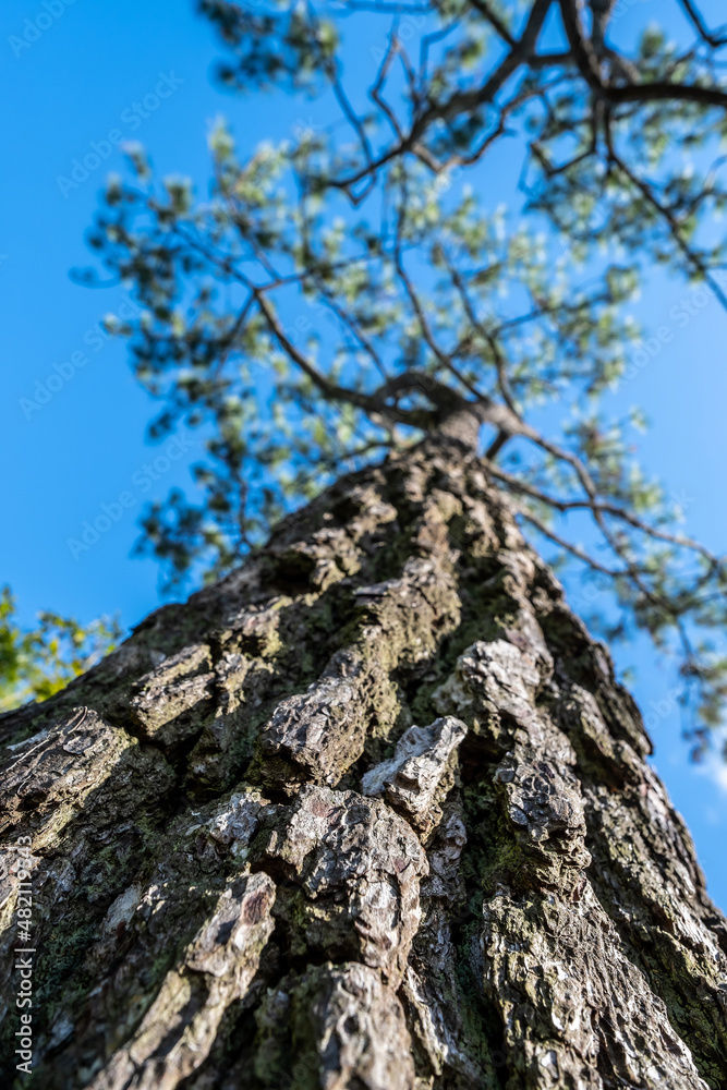 Looking up to the pine tree, Khasiya pine,Pinus kesiya on Phu kradueng. Looking up to the pine tree, Khasiya pine,Pinus kesiya on Phu kradueng.
