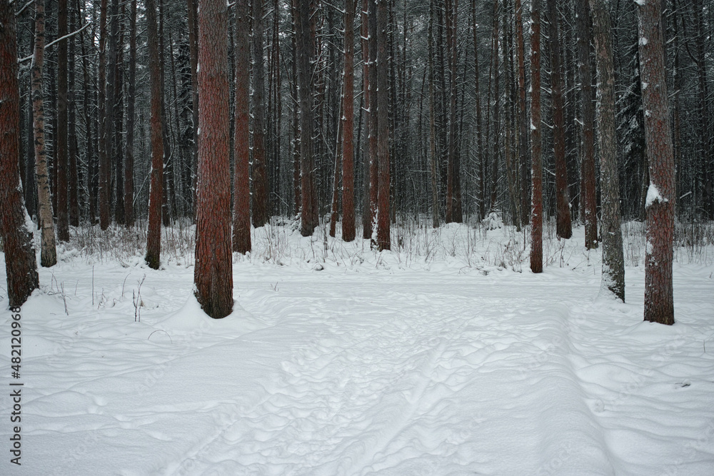 Fototapeta premium frozen pine trees