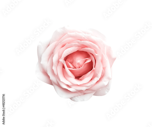 Fototapeta Naklejka Na Ścianę i Meble -  Fresh light pink rose flower with soft skin isolated on white background top view , clipping path