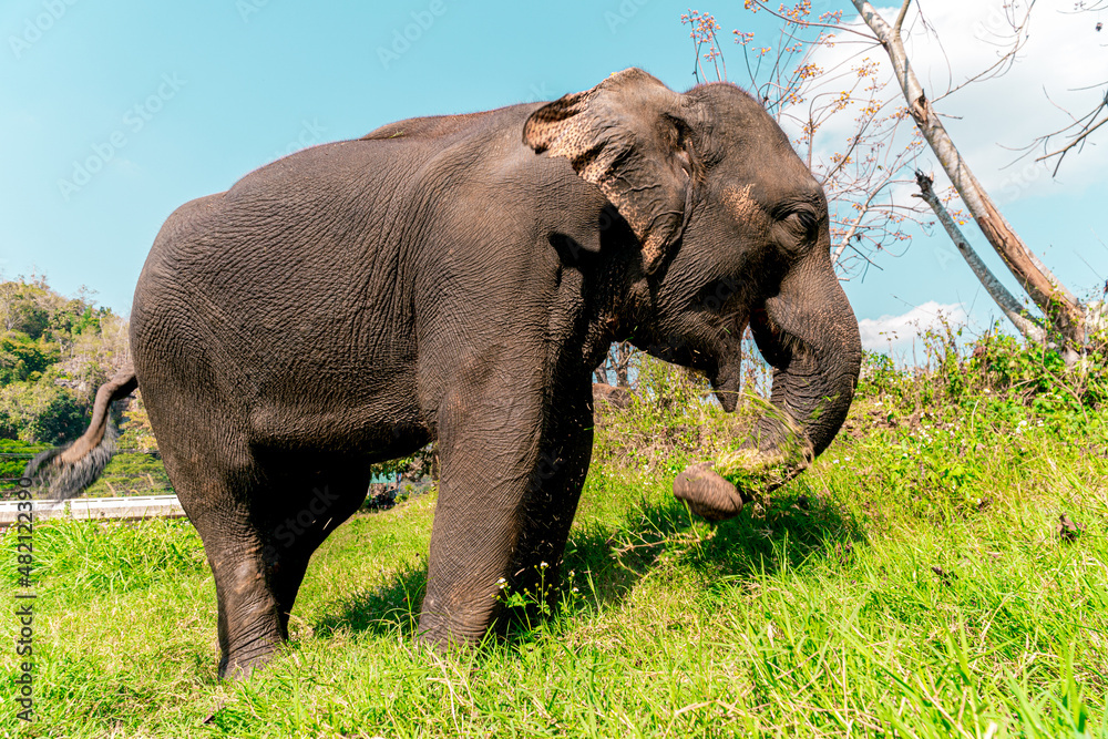 Obraz premium Elephants of Thailand being free in the countryside