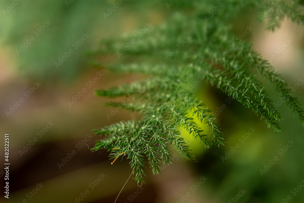 Close-up of a houseplant on a blurred background.