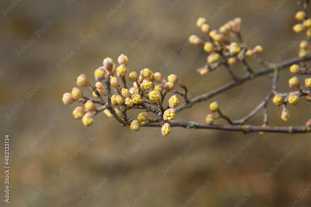 Branches with flower buds of European cornel or Cornus mas in spring