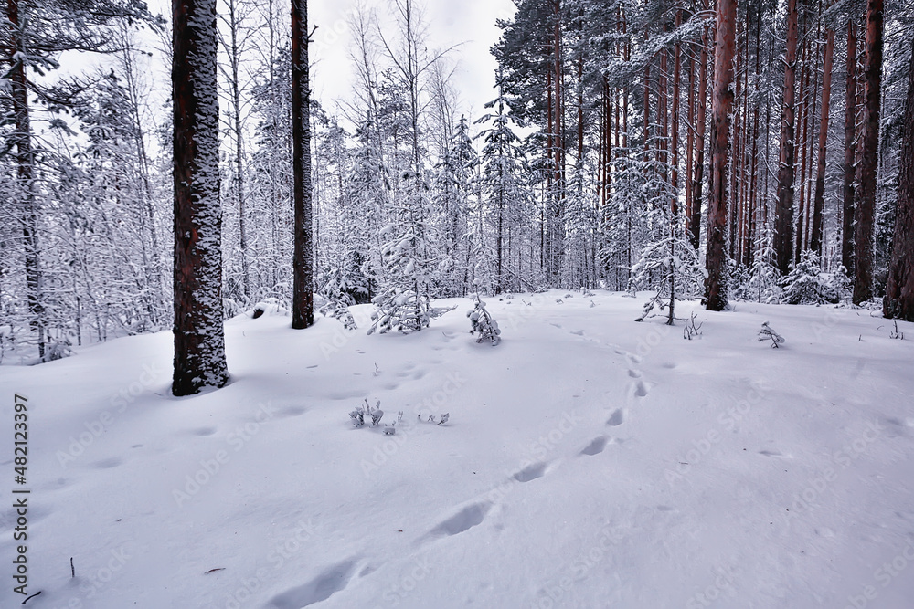 winter in a pine forest landscape, trees covered with snow, January in a dense forest seasonal view winter in a pine forest landscape, trees covered with snow, January in a dense forest seasonal view