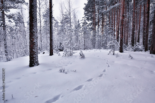 winter in a pine forest landscape, trees covered with snow, January in a dense forest seasonal view