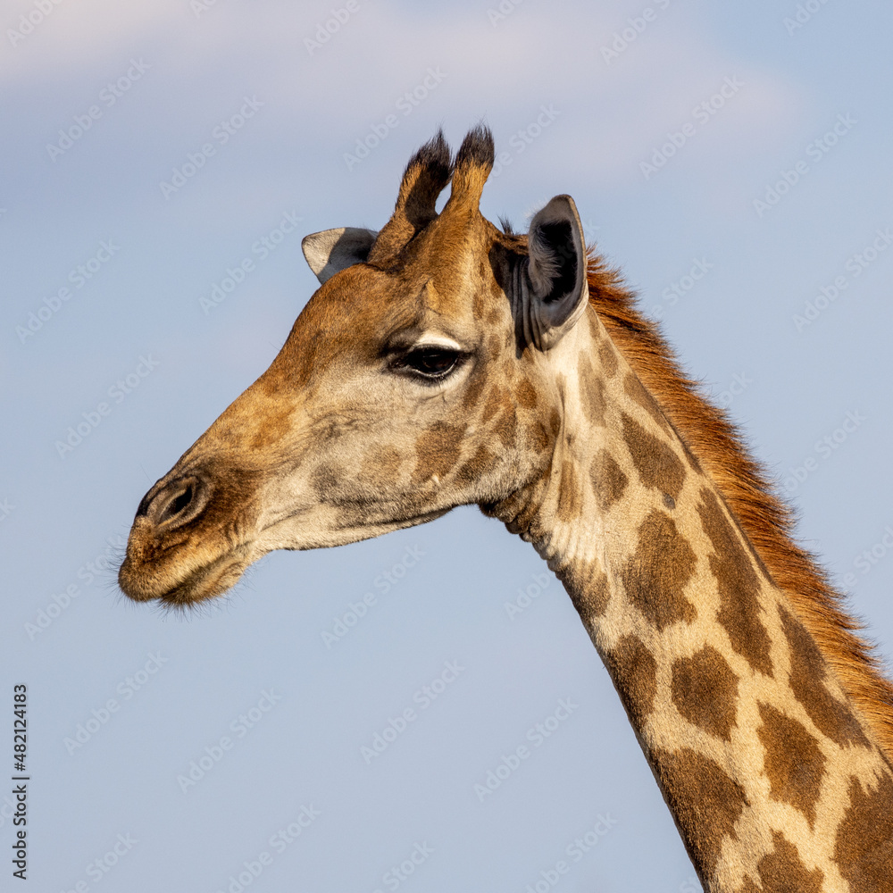 Freigestellter Kopf eines Giraffen Bullen in der Seitenansicht Freigestellter Kopf eines Giraffen Bullen in der Seitenansicht
