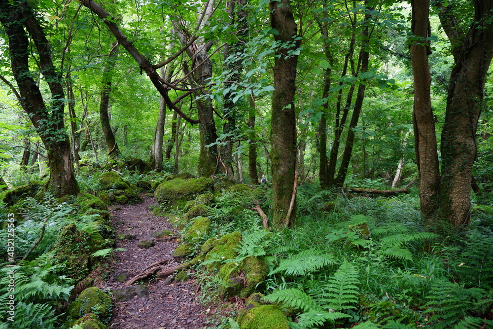 mossy rocks and fern in midsummer forest