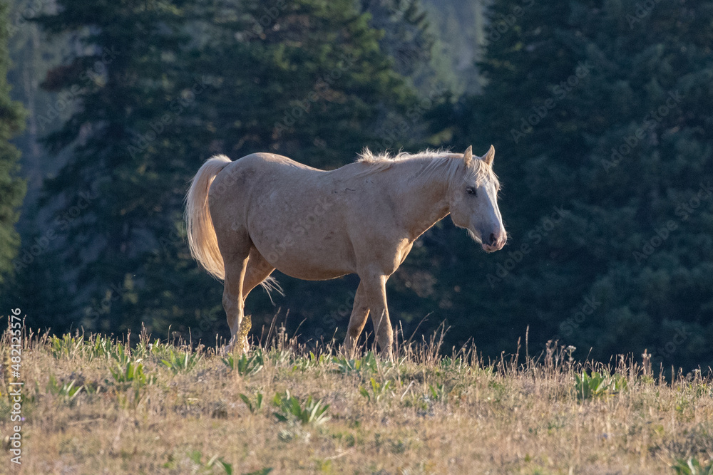 Palomino Wild Horse Stallion walking on Sykes Ridge in the Pryor Mountains Wild Horse Range on the border of Wyoming in the United States Palomino Wild Horse Stallion walking on Sykes Ridge in the Pryor Mountains Wild Horse Range on the border of Wyoming in the United States