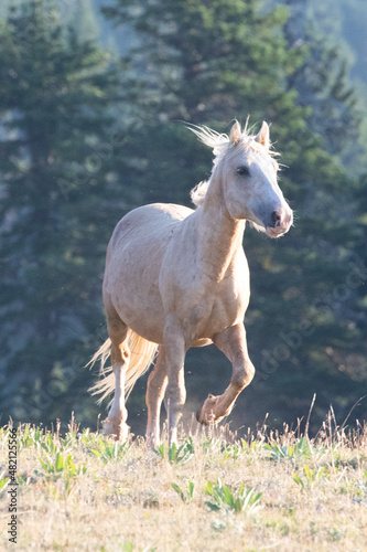 Palomino Stallion trotting in the Pryor Mountains Wild Horse Range on the border of Wyoming Montana in the United States