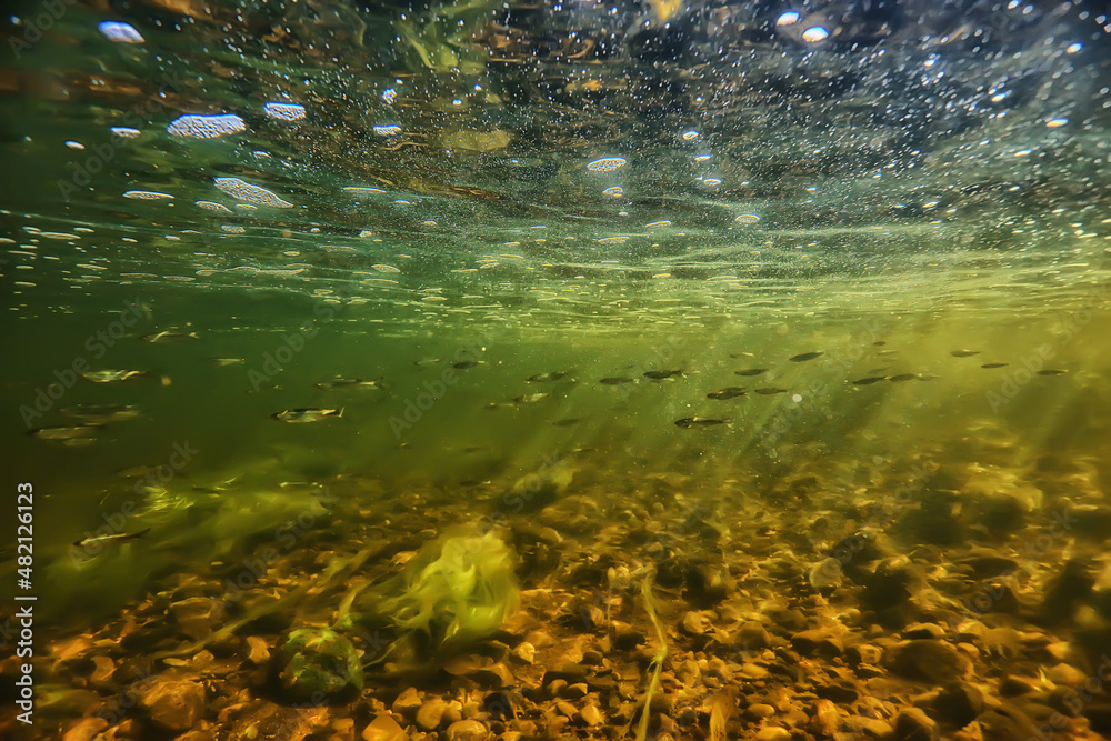 flock of small fish underwater, freshwater bleak fish anchovy seascape