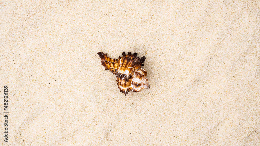lonely beautiful shell in the middle of a sandy beach with waves lonely beautiful shell in the middle of a sandy beach with waves