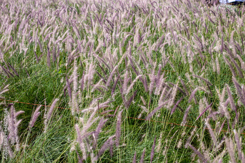 Photo of fountain grass field