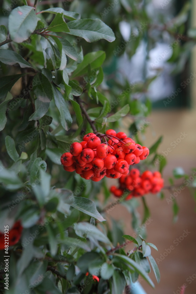 Pyracantha, an ornamental evergreen snow-covered shrub Pyracantha, an ornamental evergreen snow-covered shrub
