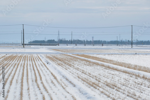 A winter rice paddy, 2022/1/23