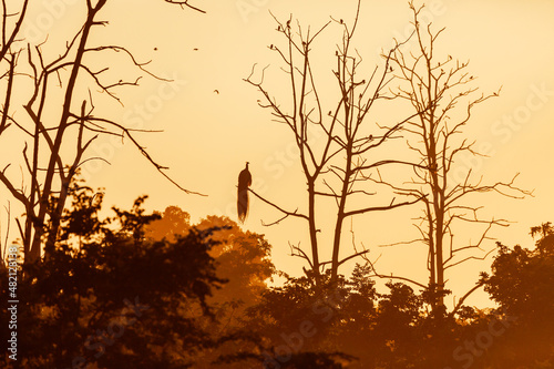 Silhouette of a bird sitting on a branch against the sunset light.Bird in the branches at sunset. Sri Lanka. 