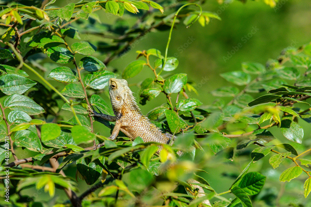 Lizard Captured in Sri Lanka Lizard Captured in Sri Lanka
